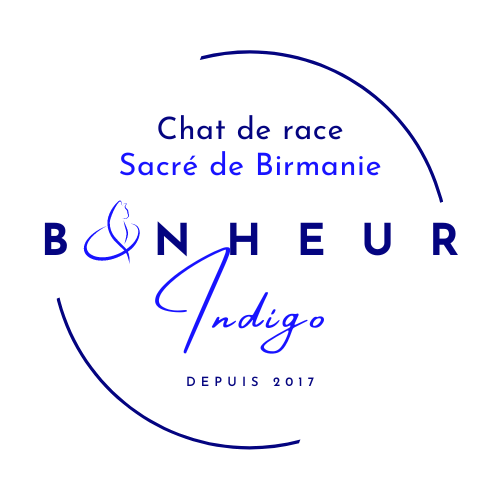 Bonheur Indigo - élevage Sacré de Birmanie