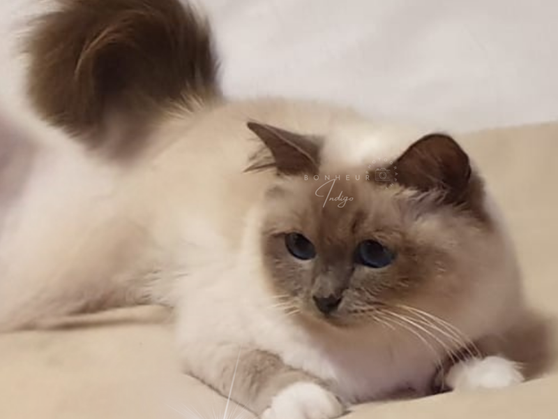 SACRE DE BIRMANIE BLUE POINT FEMELLE TWEENSET DU BONHEUR INDIGO