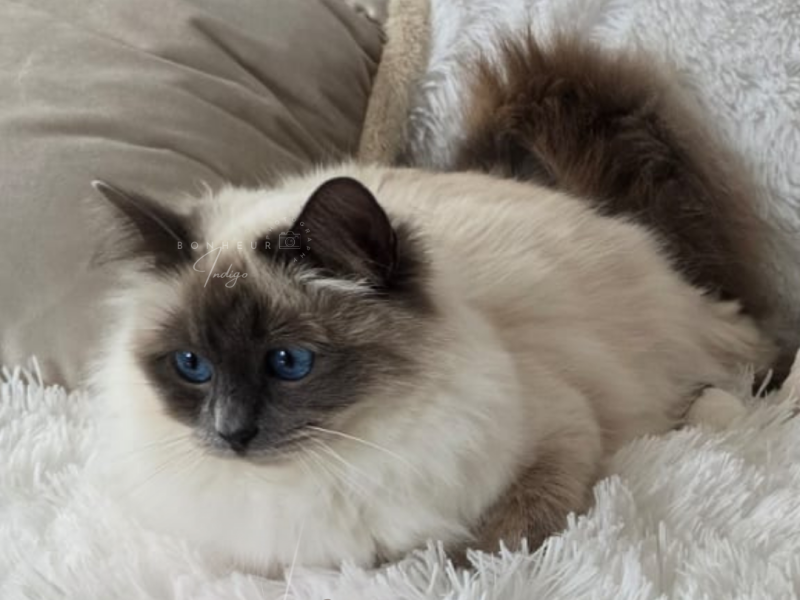 SACRE DE BIRMANIE BLUE POINT FEMELLE U ITHNEY