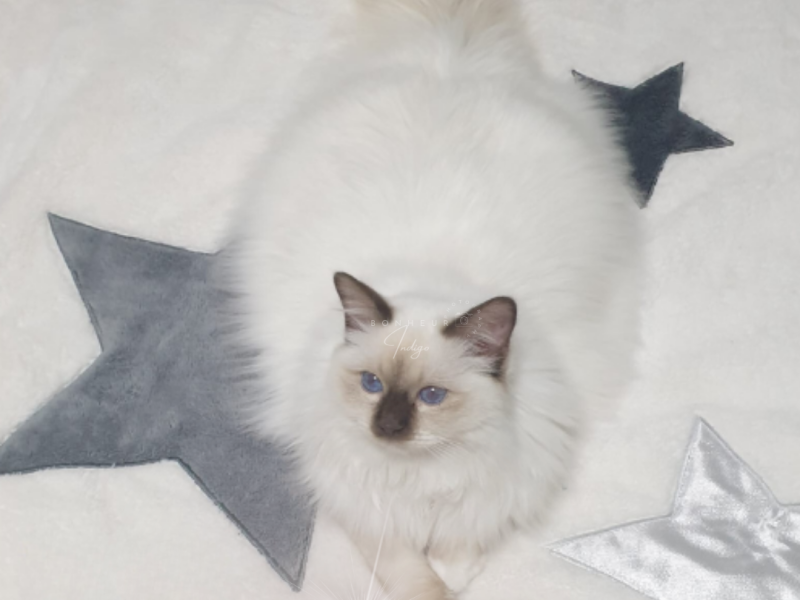SACRE DE BIRMANIE CHOCOLAT POINT MALE TONKA DU BONHEUR INDIGO
