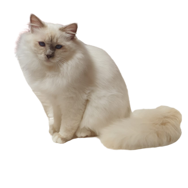 SACRE DE BIRMANIE LILAC POINT MALE SEVEN DU BONHEUR INDIGO