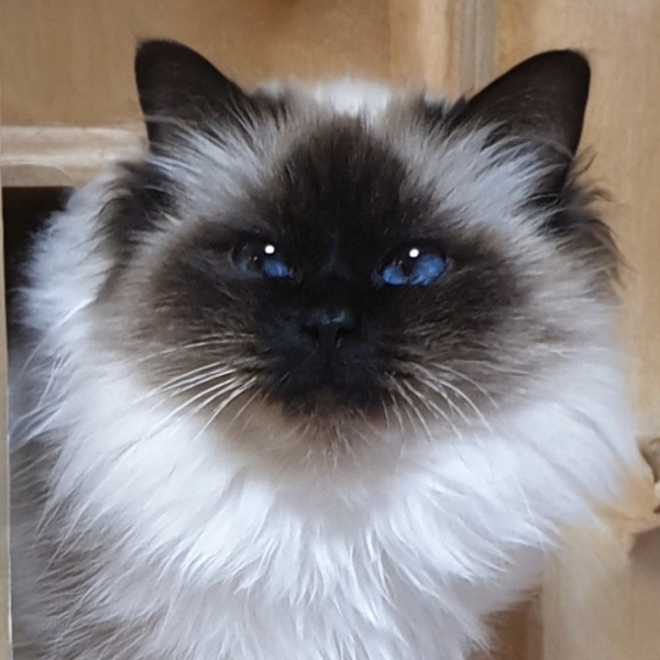 SACRE DE BIRMANIE SEAL POINT PRETTY LADY DE LA LEGENDE INDIGO