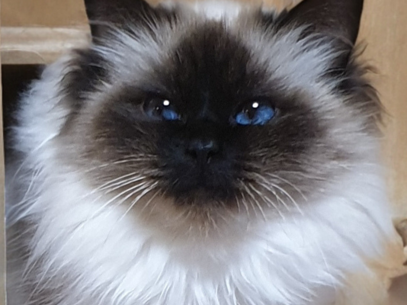 SACRE DE BIRMANIE SEAL POINT PRETTY LADY DE LA LEGENDE INDIGO