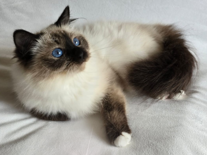 SACRE DE BIRMANIE SEAL POINT TWEENY LADY DU BONHEUR INDIGO